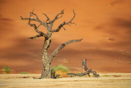 Namibia_August (129/135)